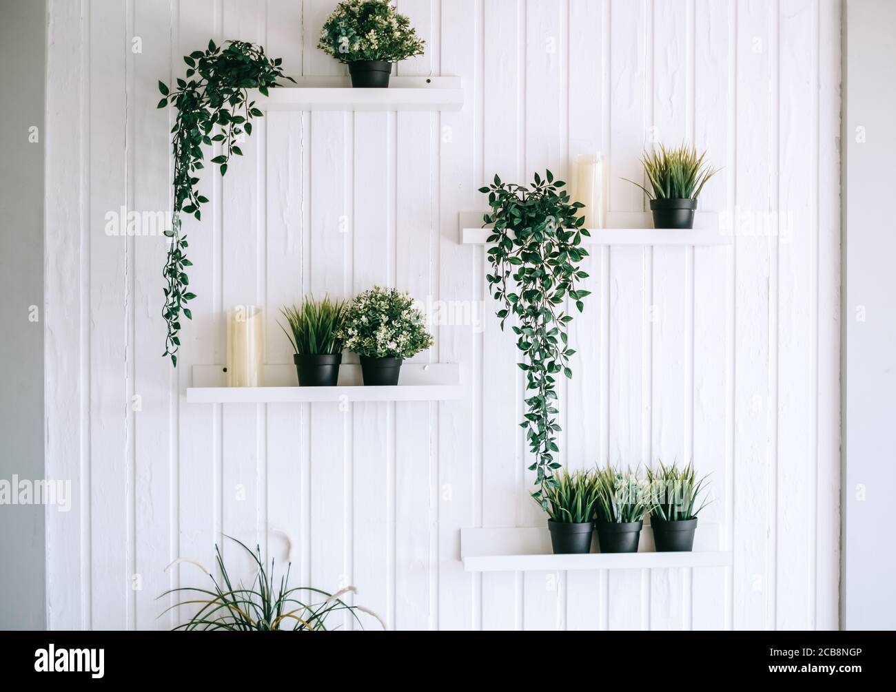Shelves with home plants in pots on a white wooden wall Stock Photo - Alamy