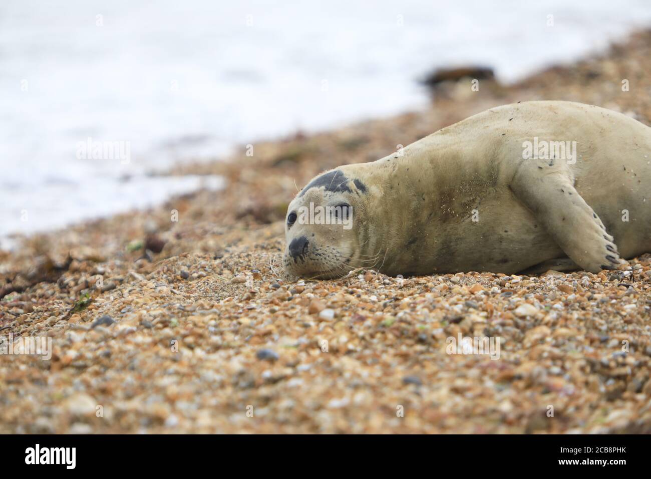 Sammy The Seal High Resolution Stock Photography And Images Alamy