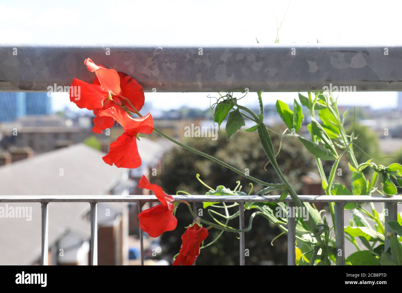 Sweet peas growing on London balcony, UK Stock Photo Alamy