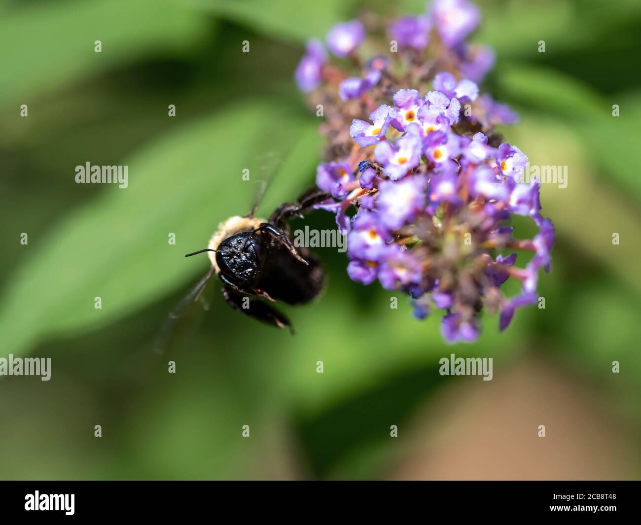 Membrane winged insects hi-res stock photography and images - Alamy