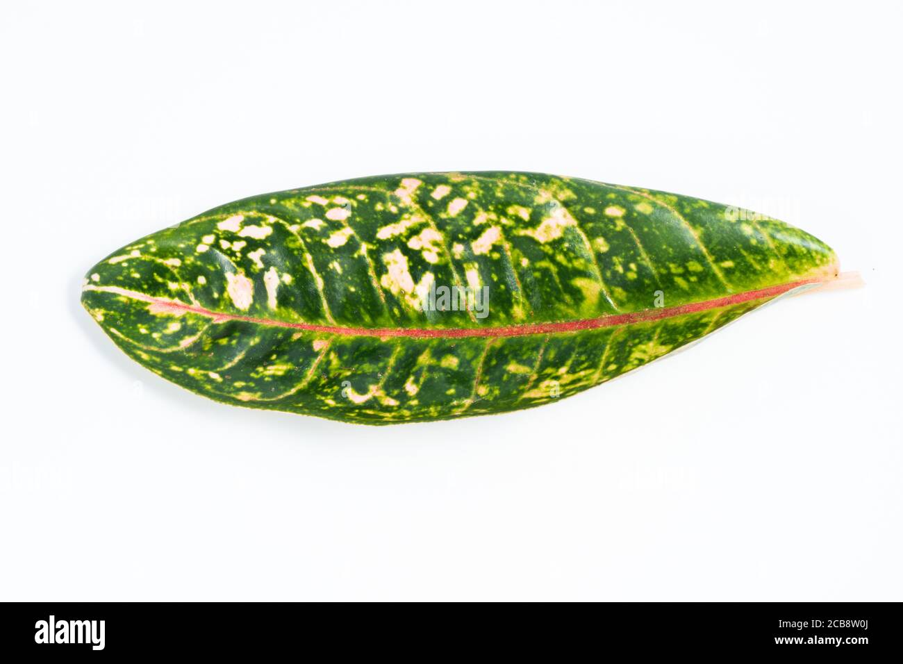 Closeup shot of green leaf isolated on white background Stock Photo - Alamy