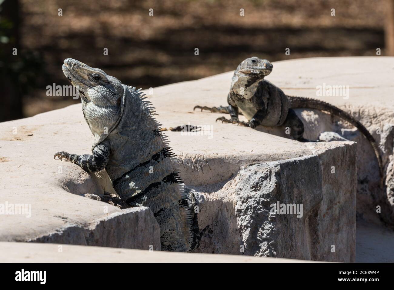 A pair of large Black Spiny-tailed Iguanas in the pre-Hispanic Mayan ruins of Uxmal, Mexico.  The male, with the large spines on his back, is at left Stock Photo
