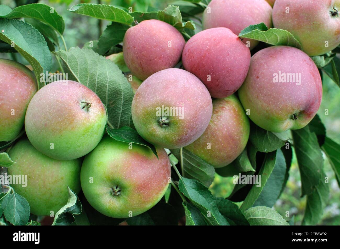 close-up of red organic apples on apple tree branch Stock Photo