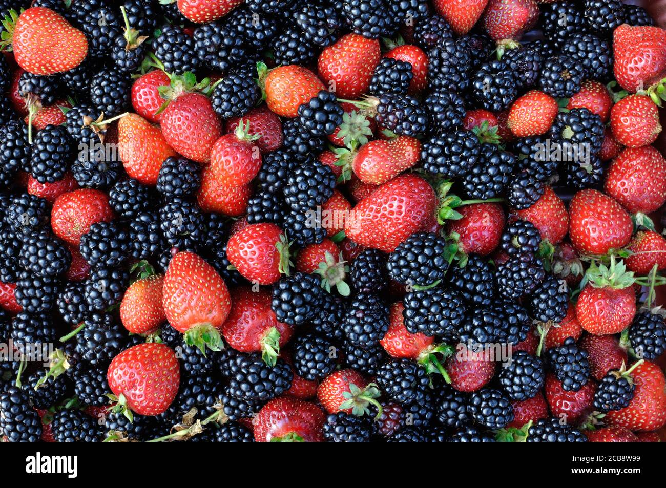 close-up of fresh ripe strawberries and  blackberries after harvesting in the garden, high angle view Stock Photo
