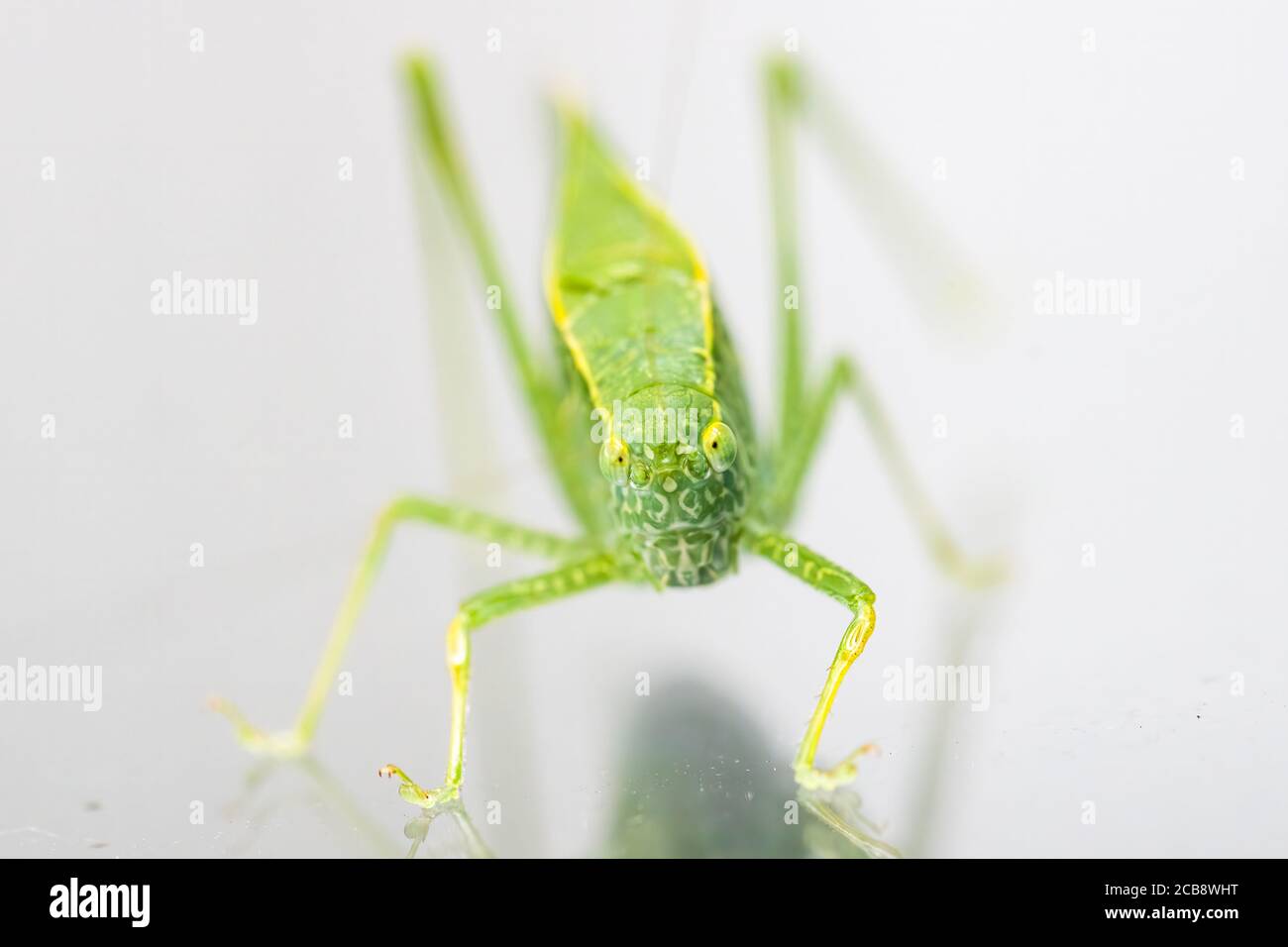 A Macro Shot Of A Katydid Also Known As A Leaf Bug Which Has A Leaf Shaped Camouflage The Bug Is In The Grasshopper And Cricket Family Stock Photo Alamy