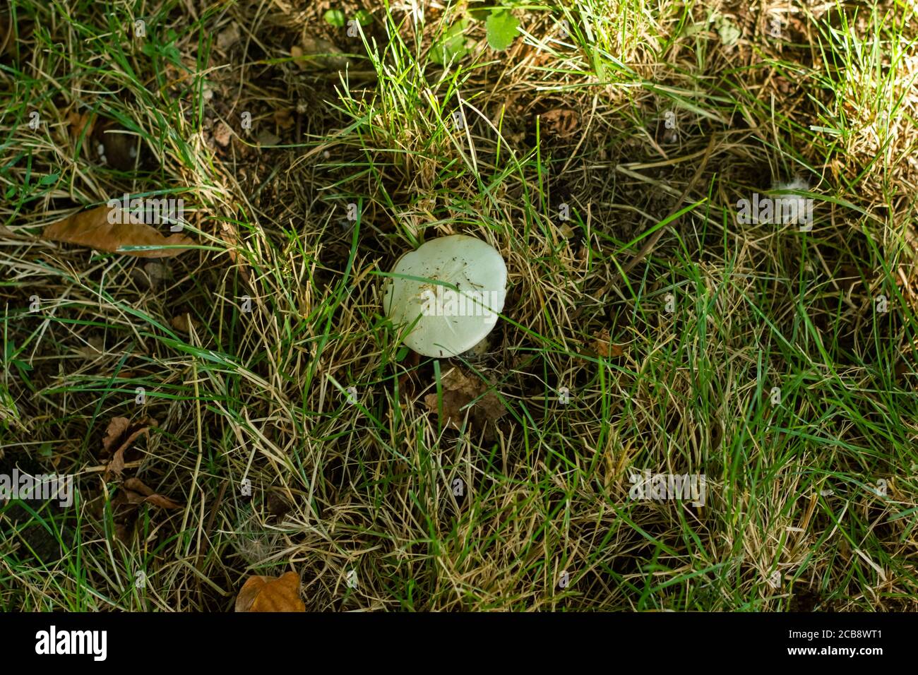 white mushroom on the green grass Stock Photo