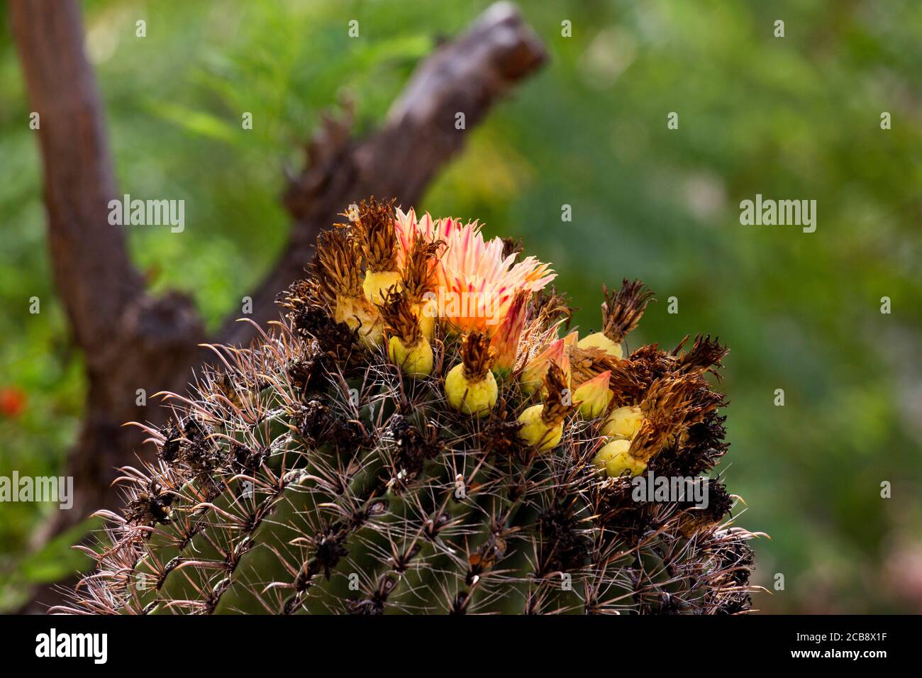 Barrel cactus has yellow fruit and orange red blossoms during summer monsoon season in the American Southwest.  Location is Tucson, Arizona. Stock Photo