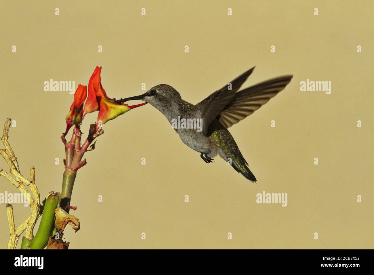 Hummingbird hovers to sip nectar from Ladyslipper blossom in Arizona.  Copy space on solid gold background around hovering bird. Stock Photo