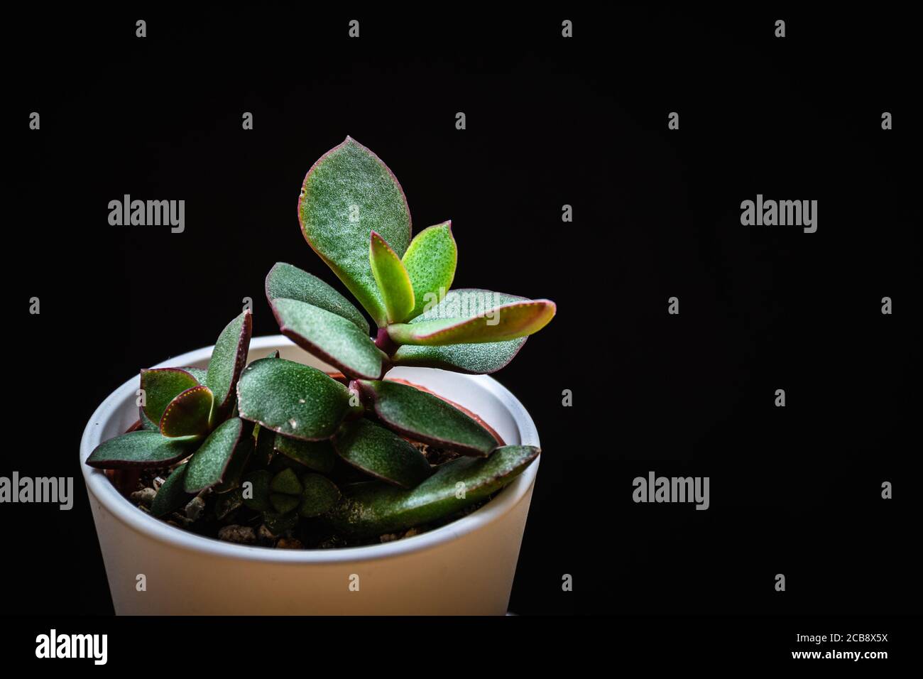 Close-up on a small jade plant (crassula ovata) succulent plantlet on a black background. Exotic trendy houseplant detail against black backdrop. Stock Photo