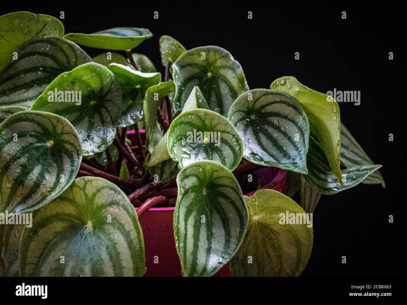 Watermelon peperomia (peperomia argyreia) plant with attractive stripy pattern on dark background. Stock Photo