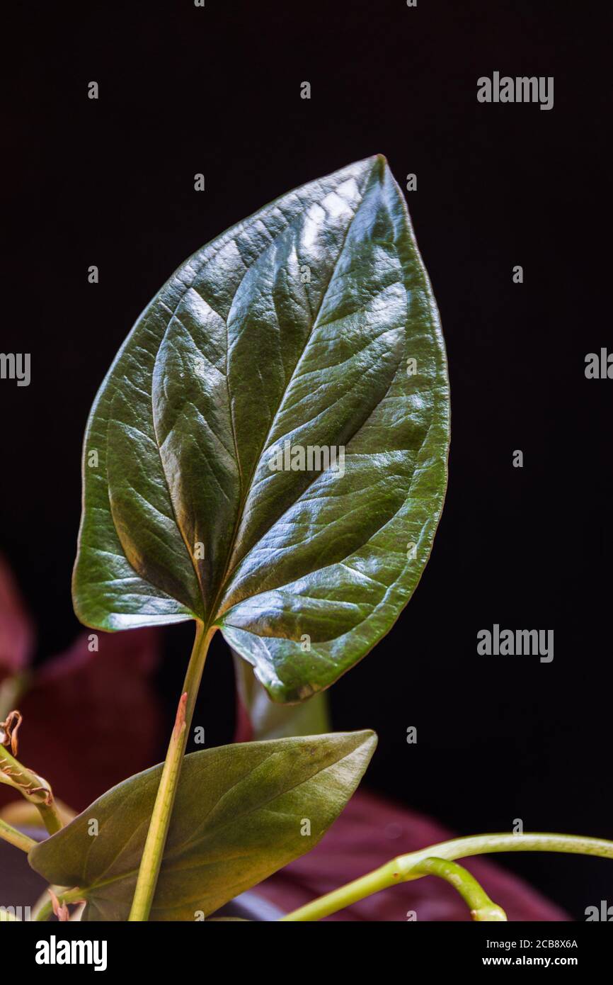 Close-up on a glossy leaf of sungonium erythrophyllum 'red arrow' houseplant on a dark background. Stock Photo