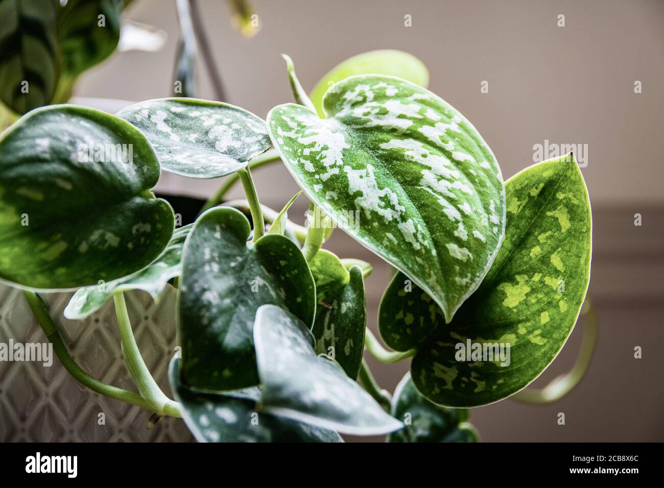 murraya koenigii plant CURRY TREE --Murraya koenigii-- main image 1
