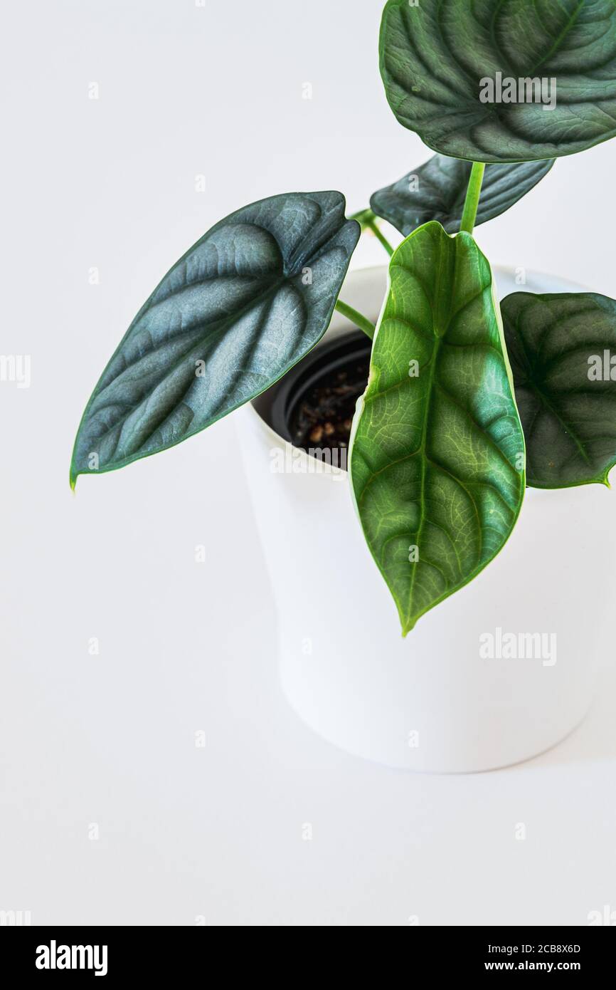 Alocasia Silver Dragon plantlet with bright green leaves on a white background. Stock Photo