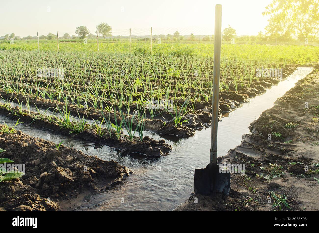 Irrigation canals with water on the plantation field. Water supply