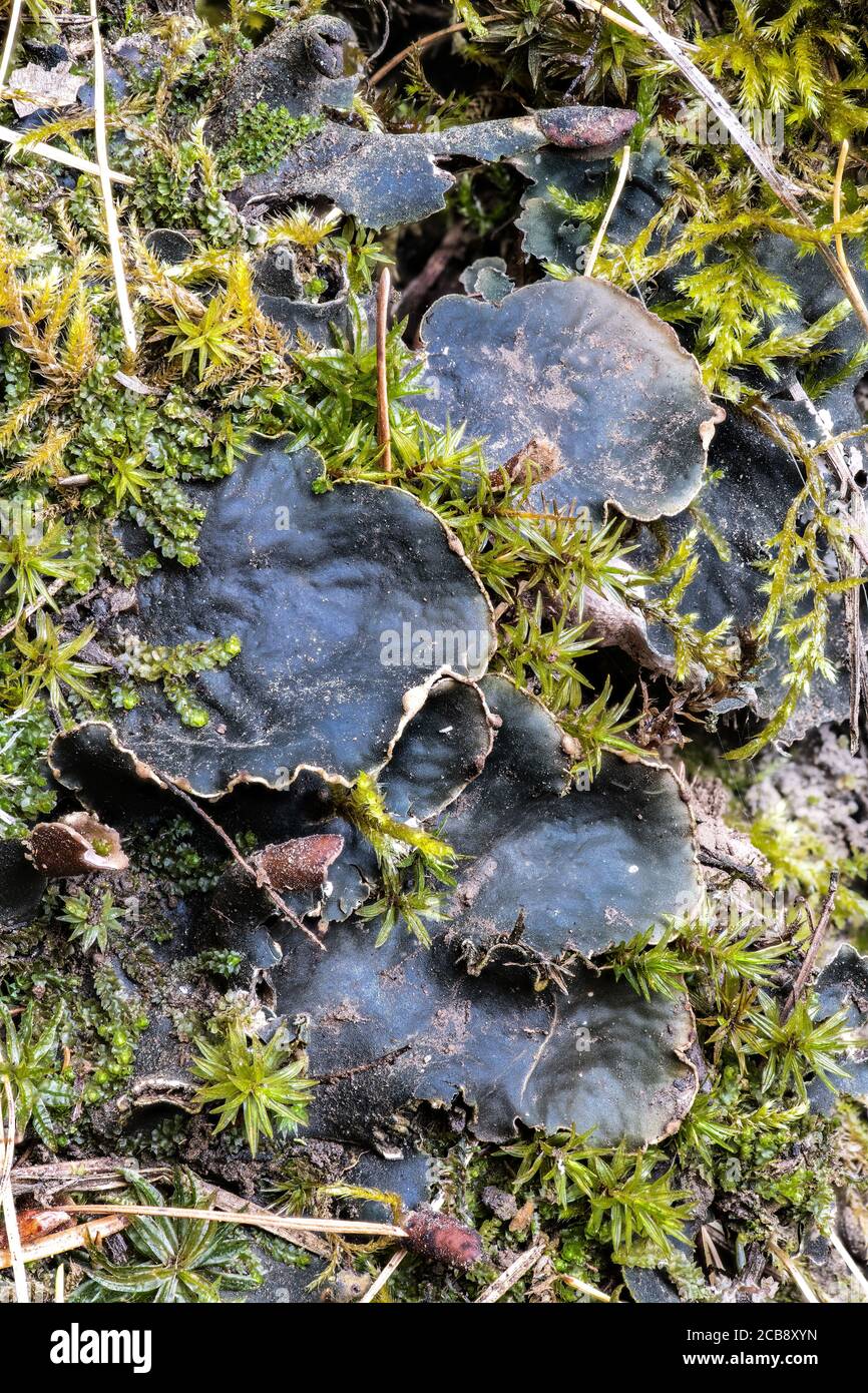 Close-up of Felt Lichen (Peltigera neopolydactyla) Stock Photo
