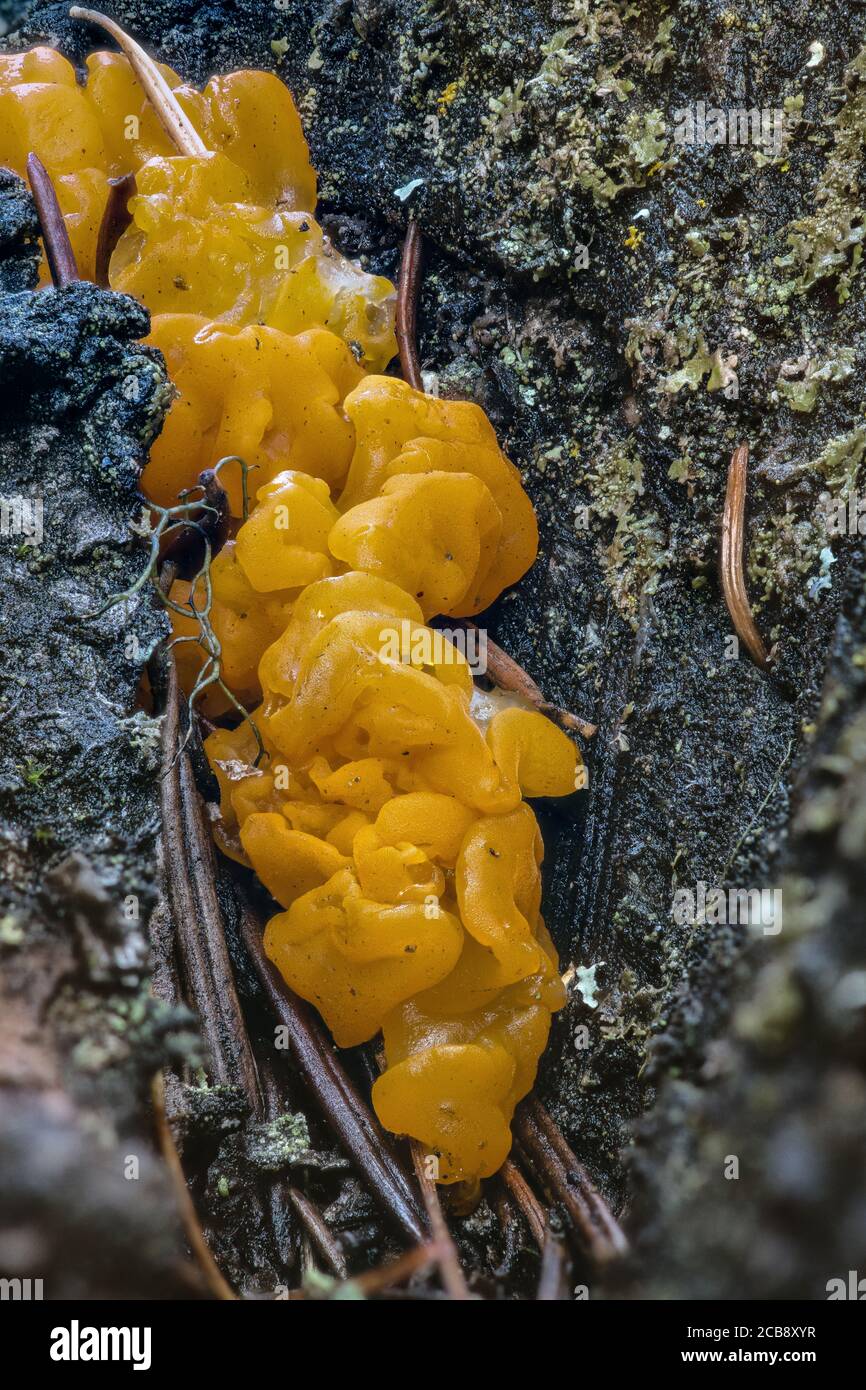 Fruiting Bodies of an Orange Jelly Fungus (Dacrymyces palmatus) Stock Photo