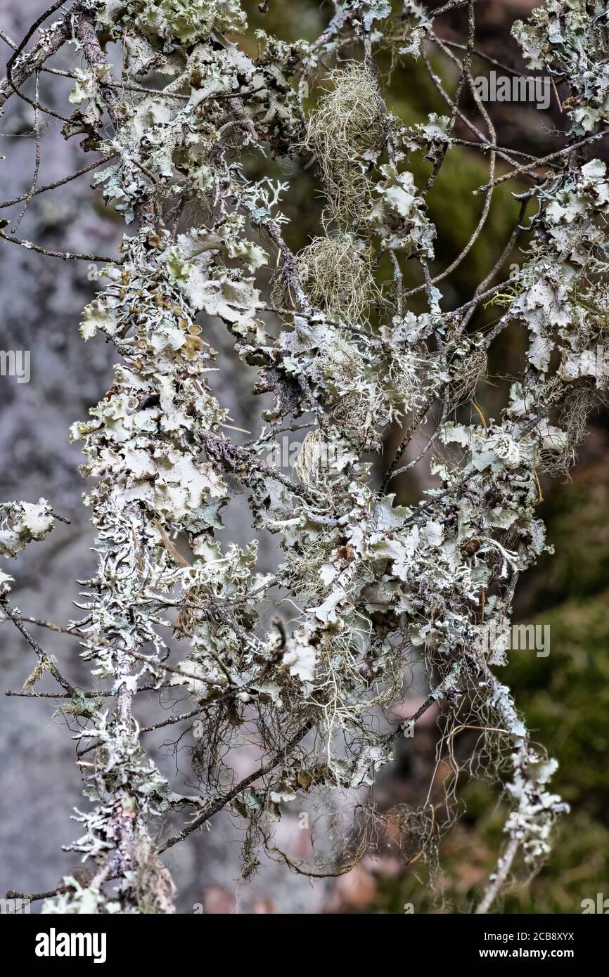 Ramalina or Strap Lichen on a Tree, WA Stock Photo