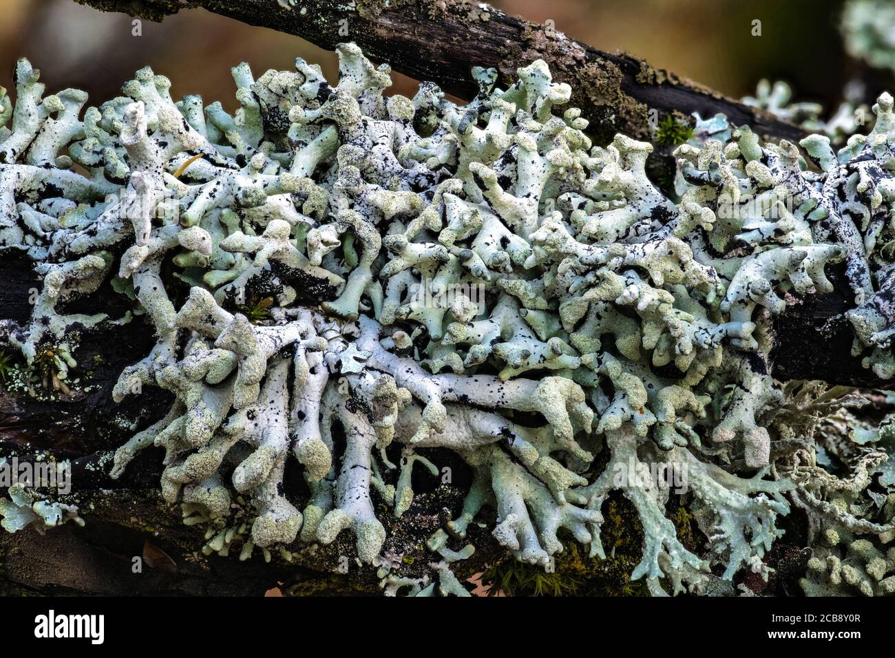 Lichen Covering Tree Branches, Palouse, WA Stock Photo