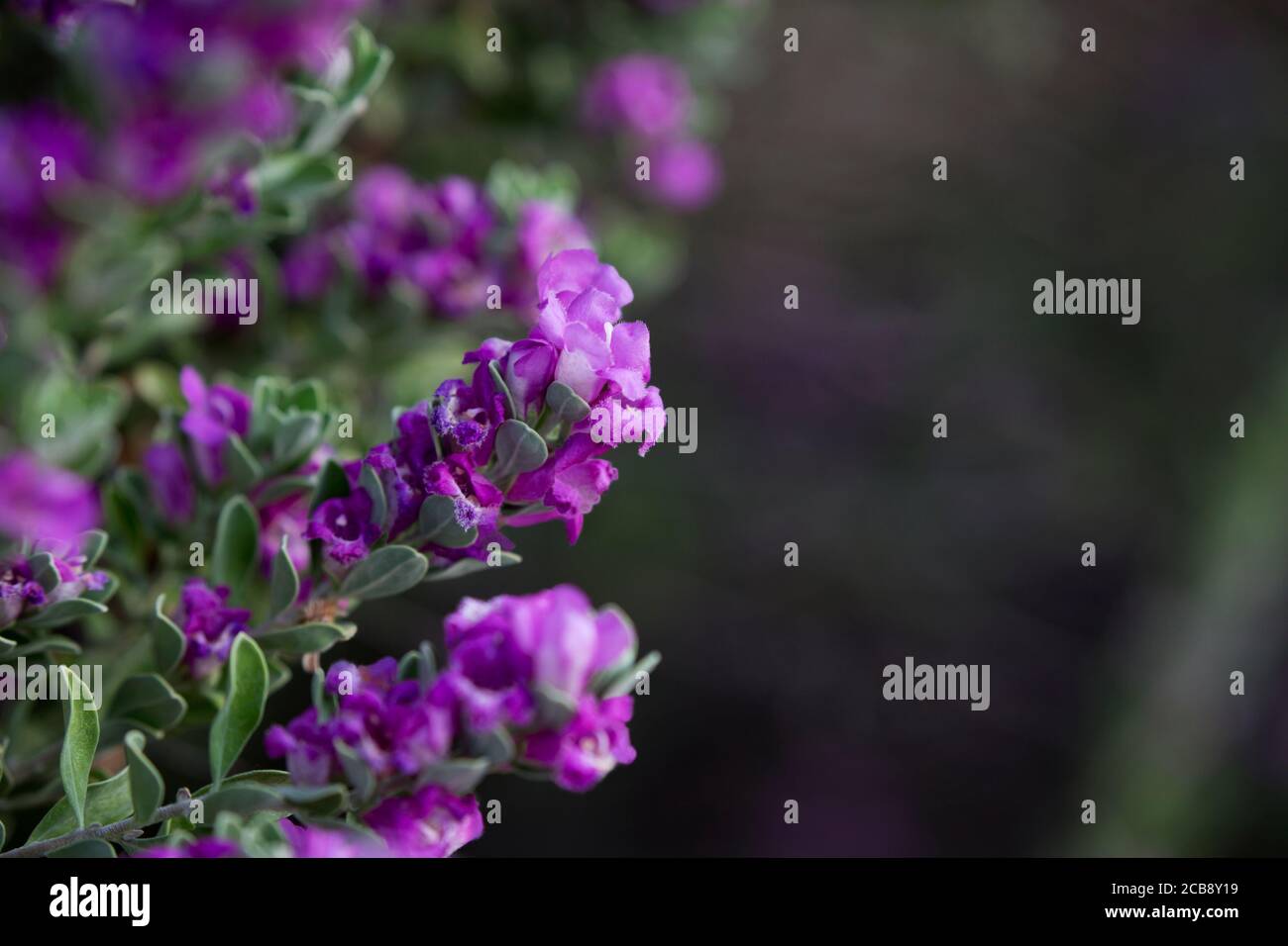 Texas Ranger bush, also known as Texas Sage, blossoms in response to summer rains in Tucson, Arizona, in horizontal closeup with copy space Stock Photo