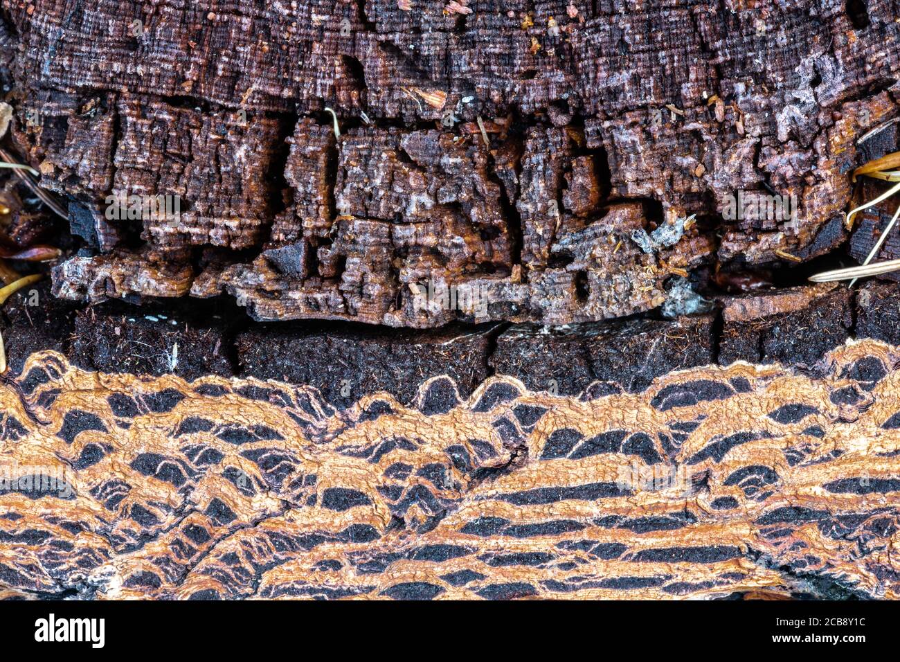 Cross Cut of a Tree Trunk with Old Phloem and Xylem Stock Photo