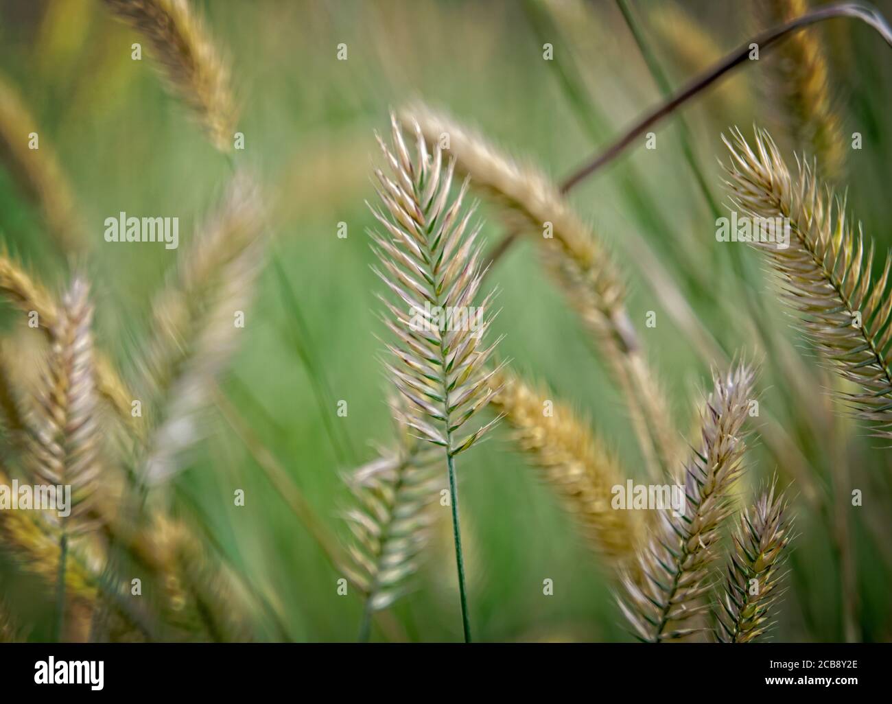 Homestead Ranch Elbert A photo I took at Homestead Ranch Park in Elbert, Colorado Stock Photo ...