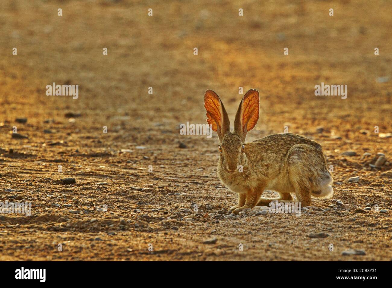 Desert Rabbit Large Ears Large ears hi-res stock photography and images - Alamy