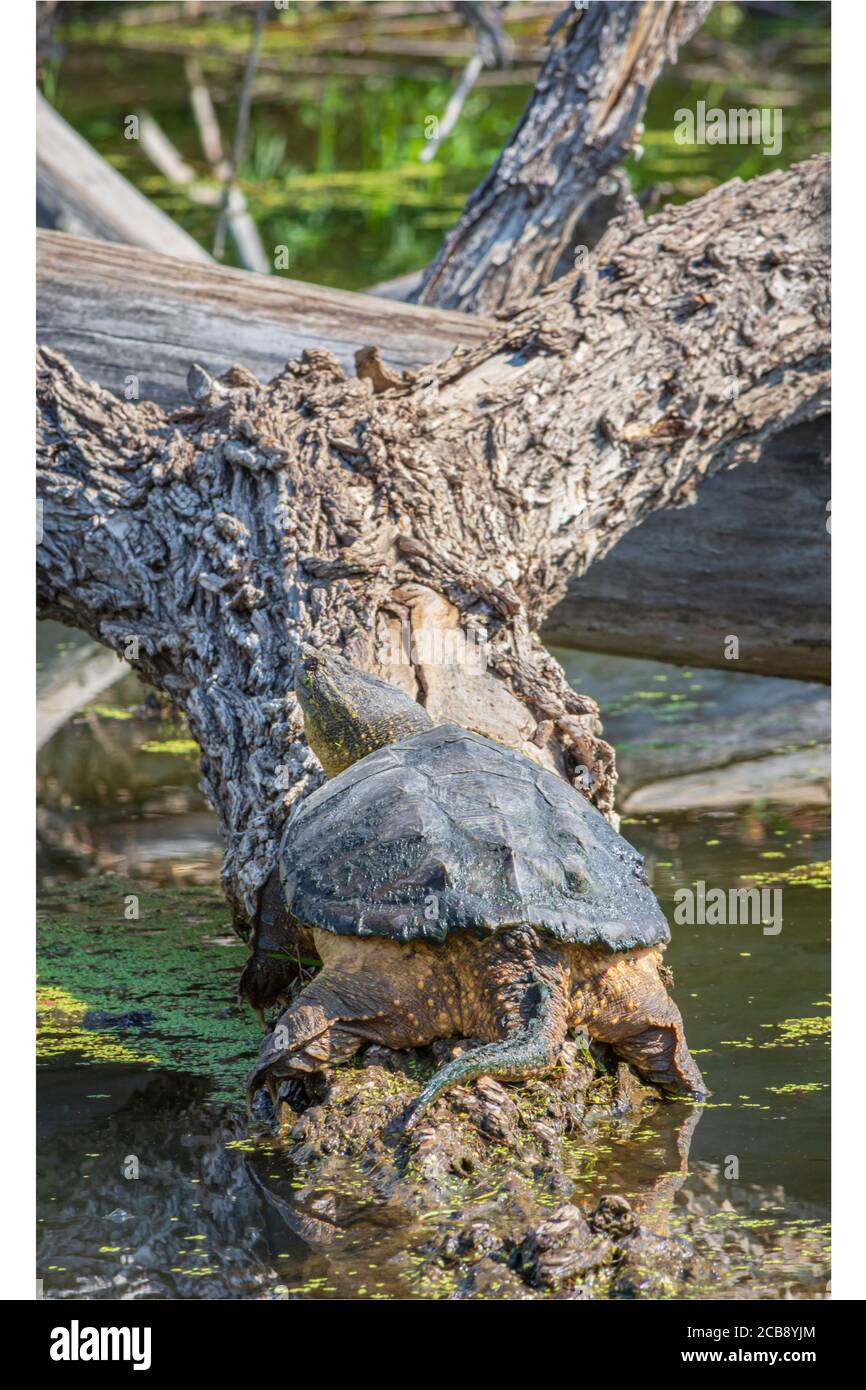 Common Snapping Turtle basking in morning sunlight on partially