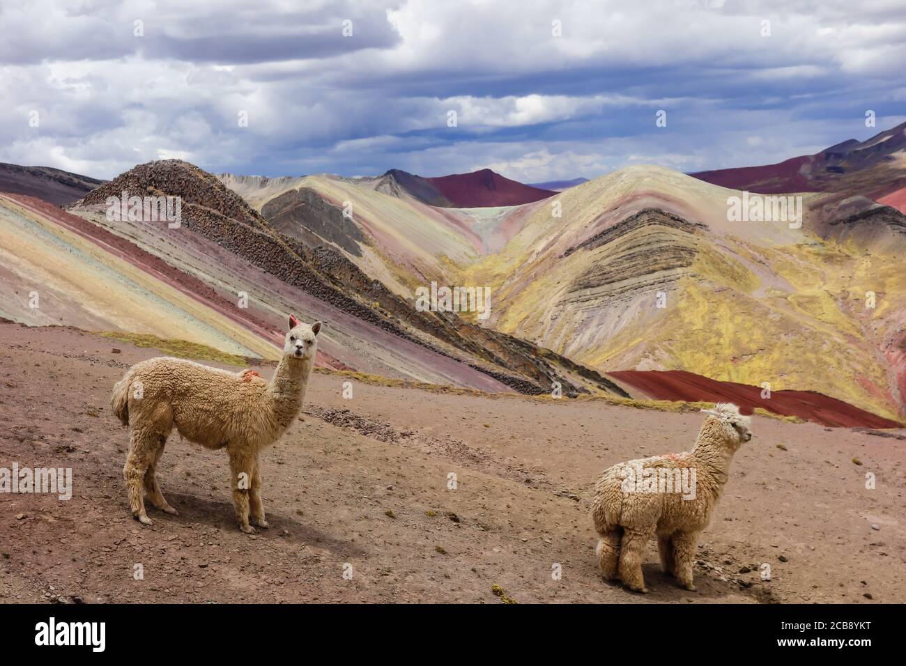 Peruvian animals hi-res stock photography and images - Alamy