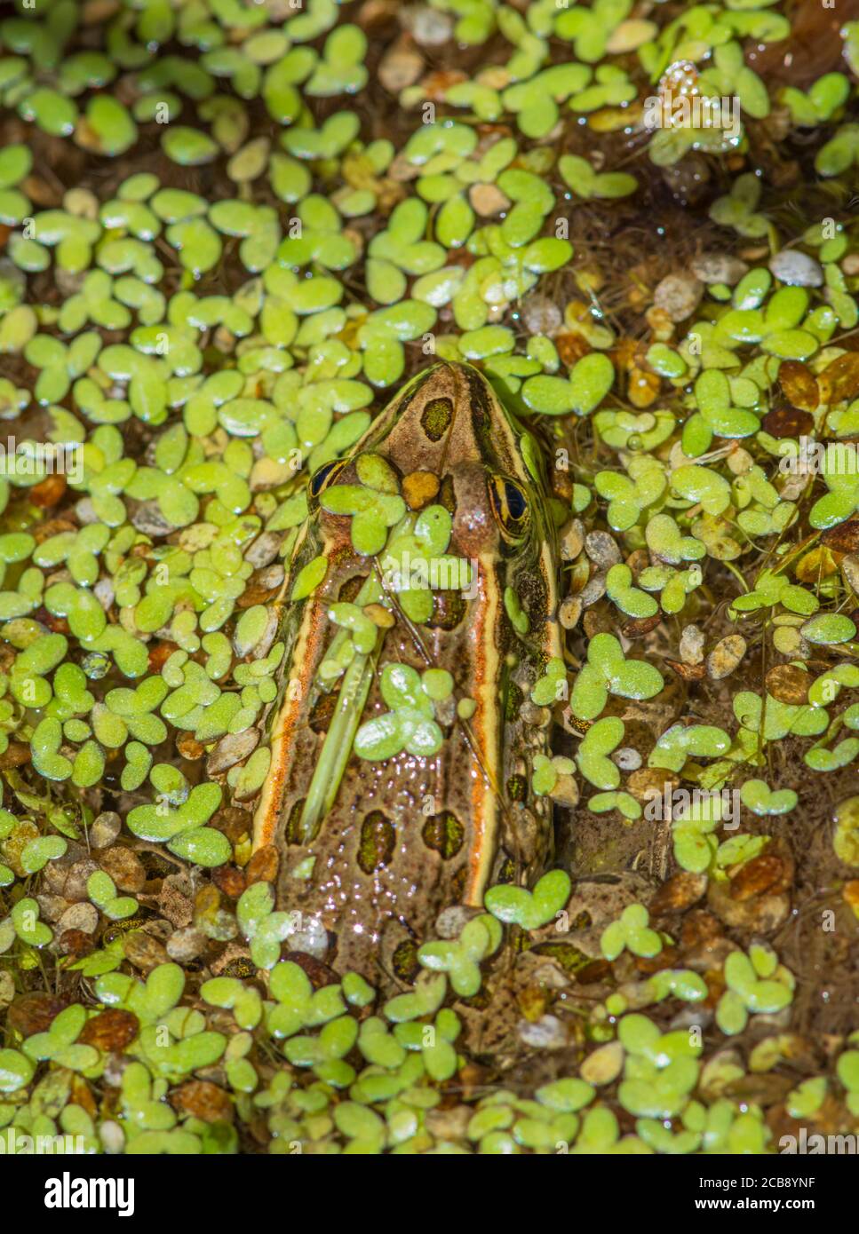 Plains Leopard frog (Lithobates blairi) hiding among duckweed in wetland cattail marsh, Castle Rock Colorado USA. Photo taken in August. Stock Photo