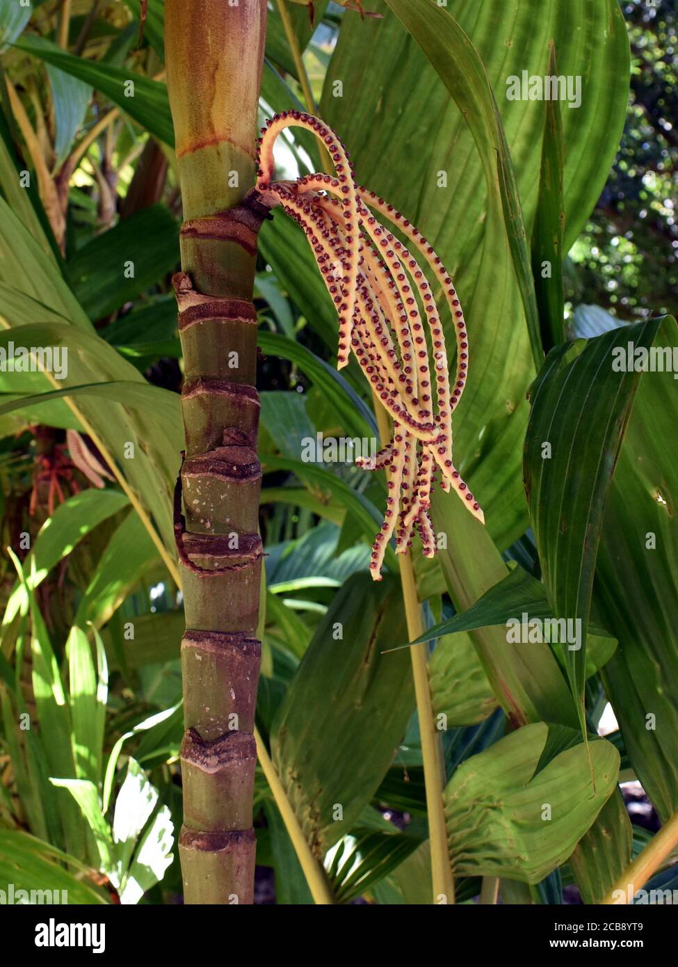 A set of seed pods growing from the trunk of a palm tree in tropical Far North Queensland Stock Photo