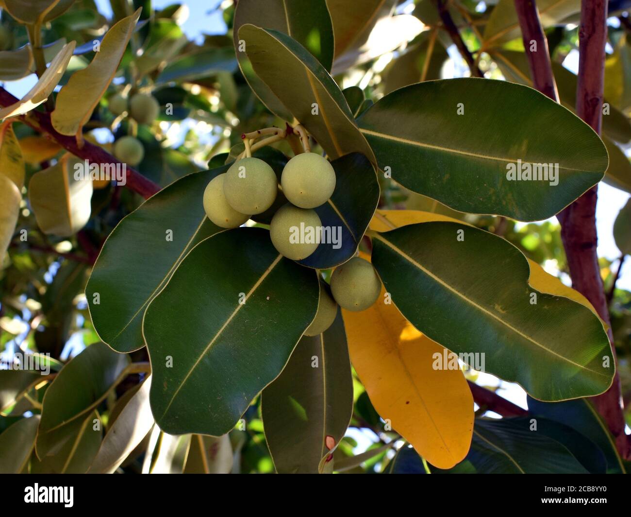 A cluster of seed pods on a tree Stock Photo