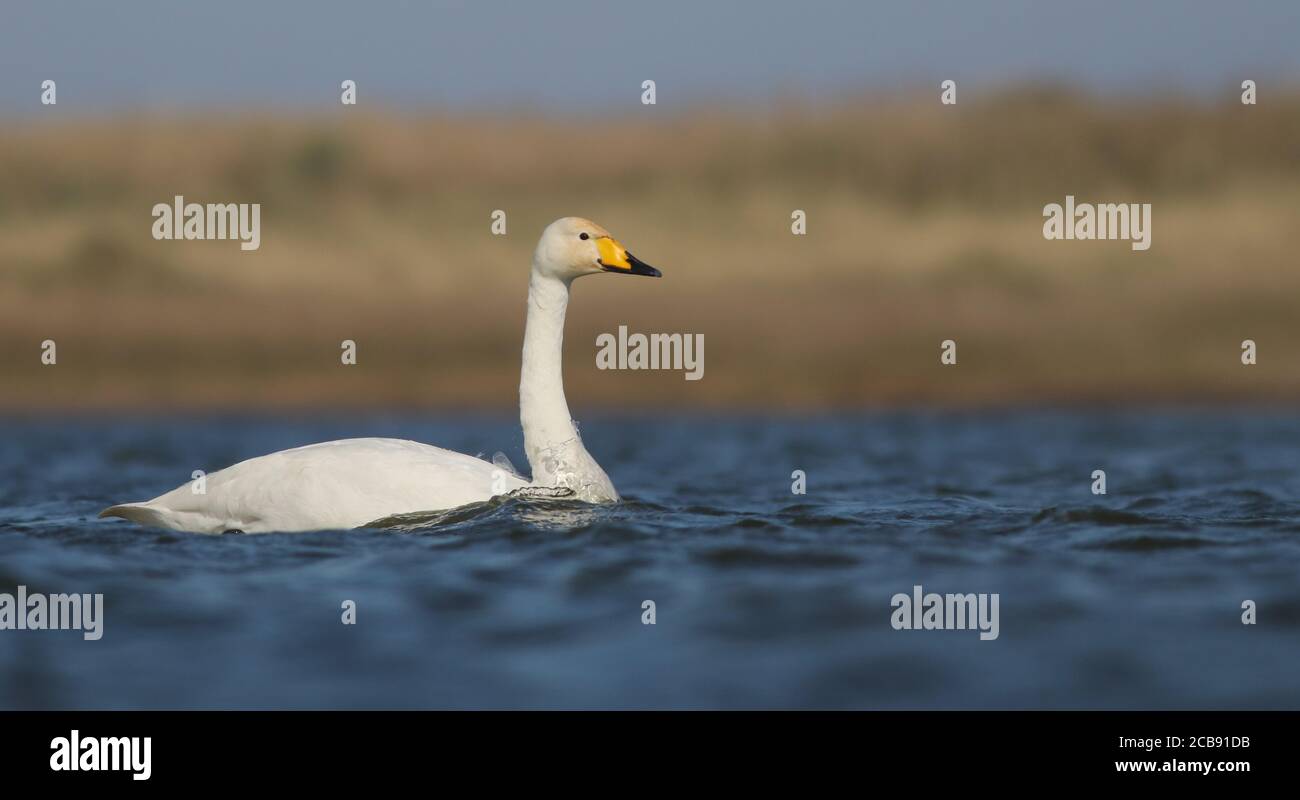 Whooper Swan on Beacon Ponds before it embarks on its northbound migration to Iceland to breed Stock Photo