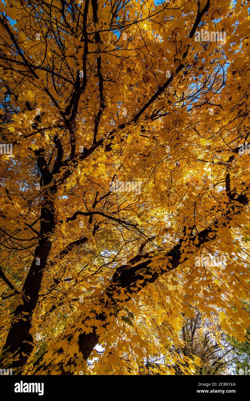 Yellow Maple Tree Leaves in Autumn Stock Photo
