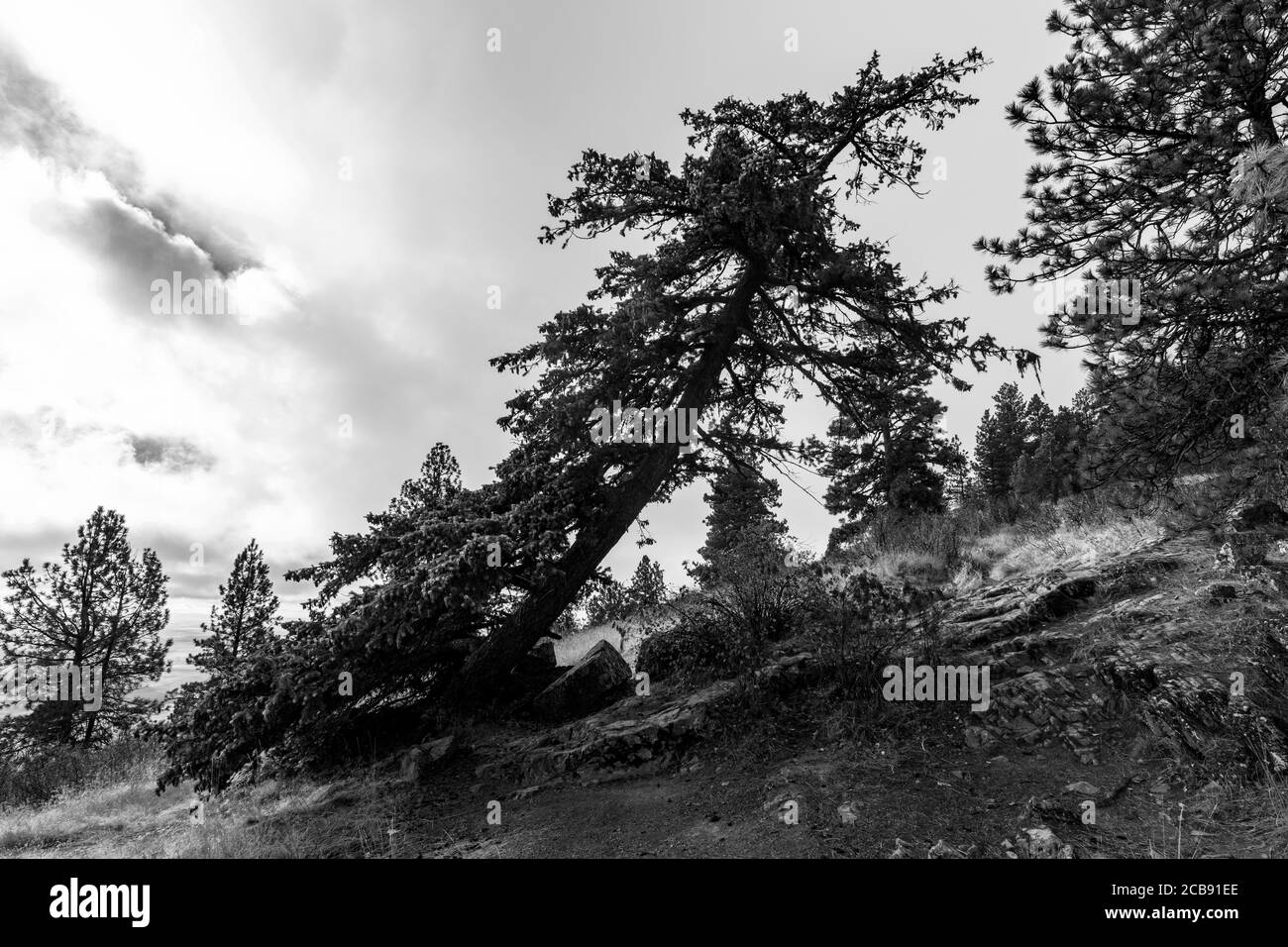 Conifer Tree in the Pacific Northwest, WA Stock Photo