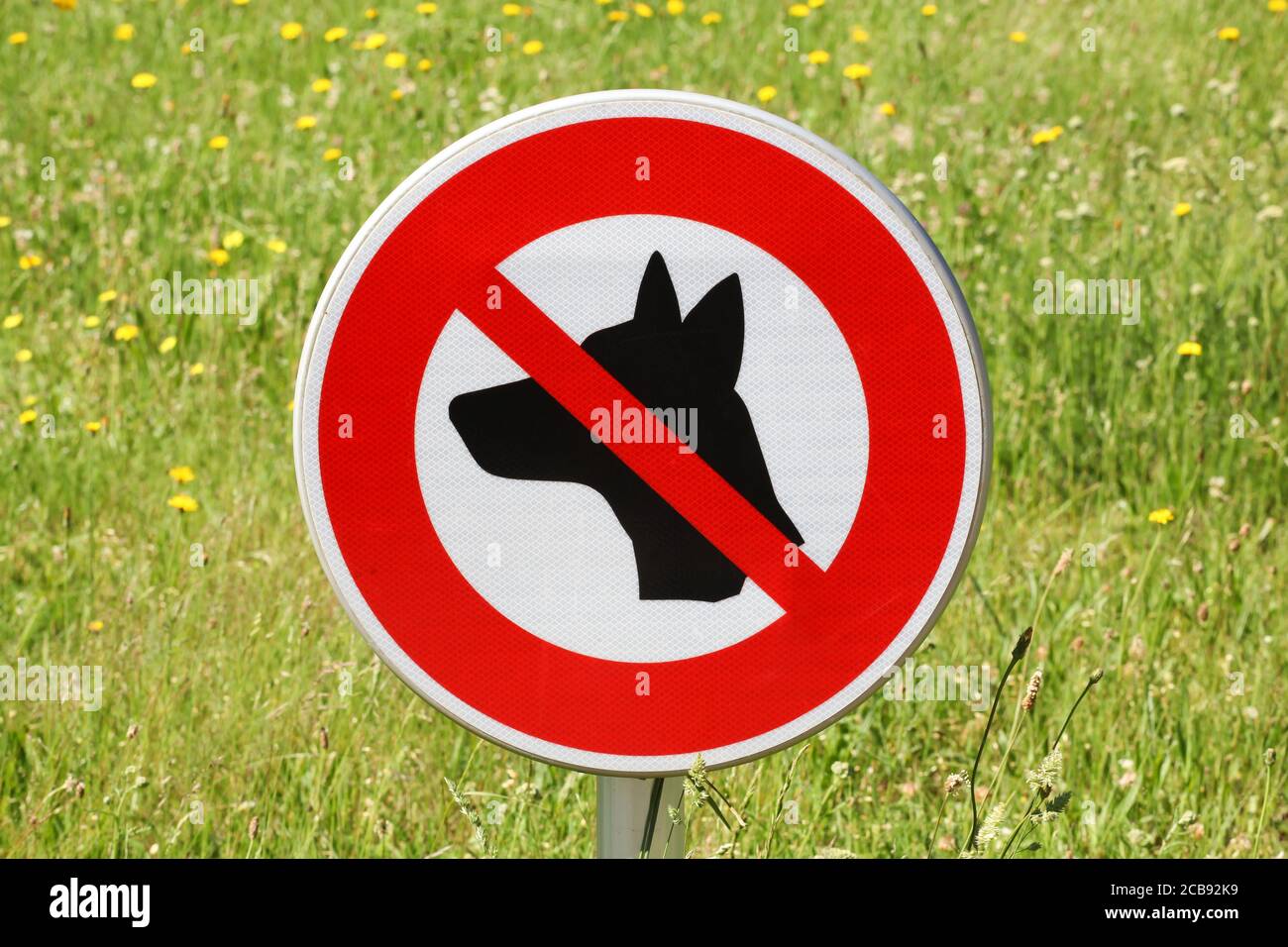 No dogs allowed sign Stock Photo