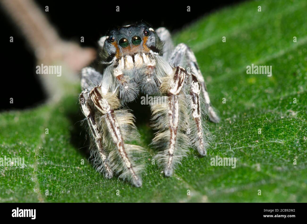 A Jumping Spider (Phidippus putnami)