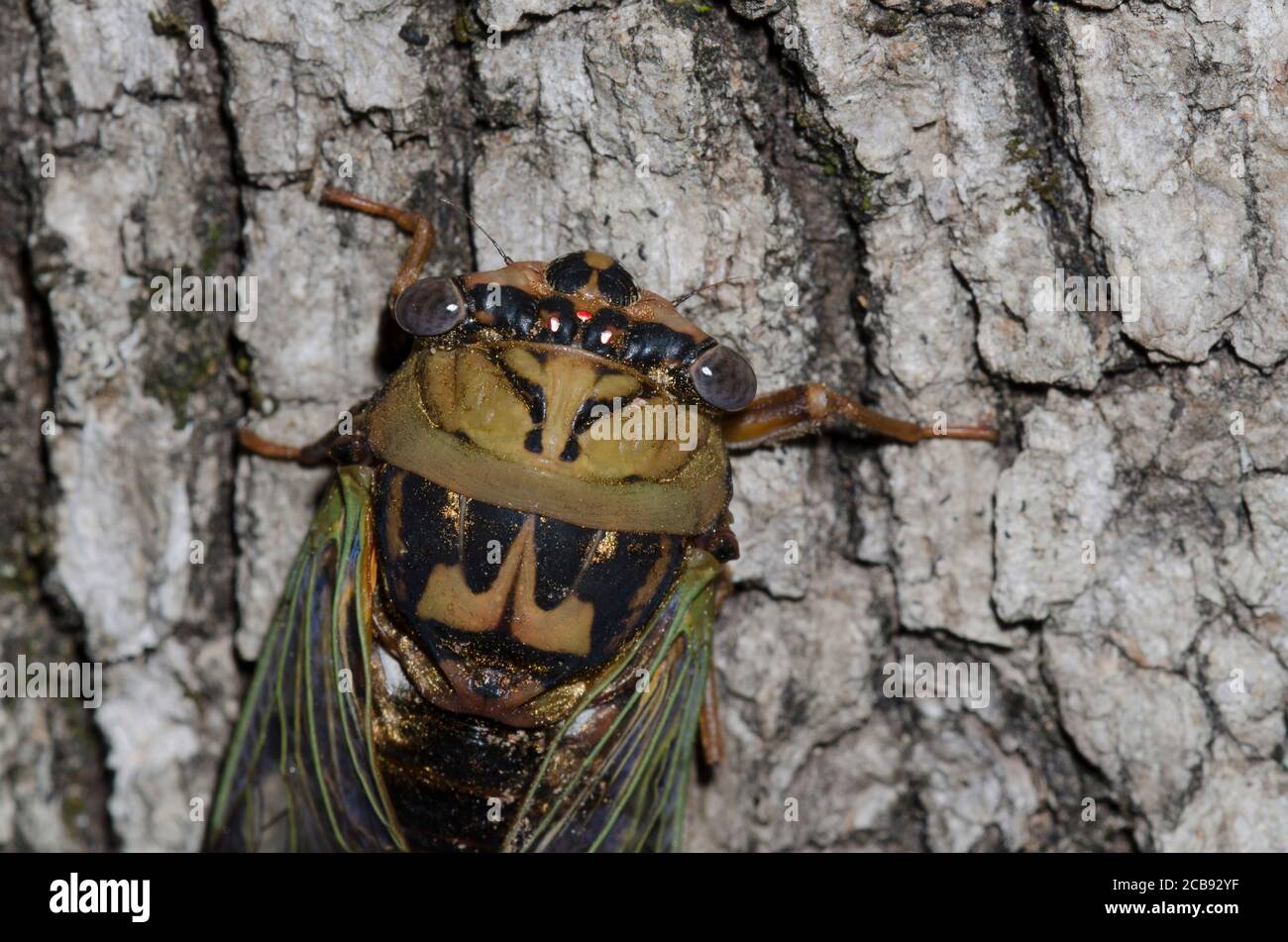 Western Dusk Singing Cicada, Megatibicen resh Stock Photo