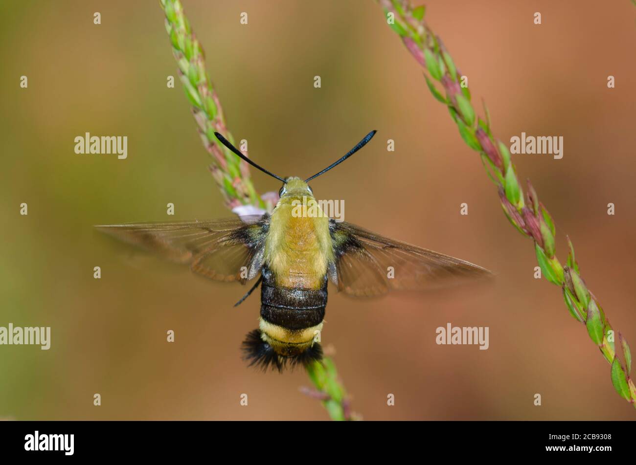 Snowberry Clearwing, Hemaris diffinis, in flight and nectaring from Winged Loosestrife, Lythrum alatum Stock Photo