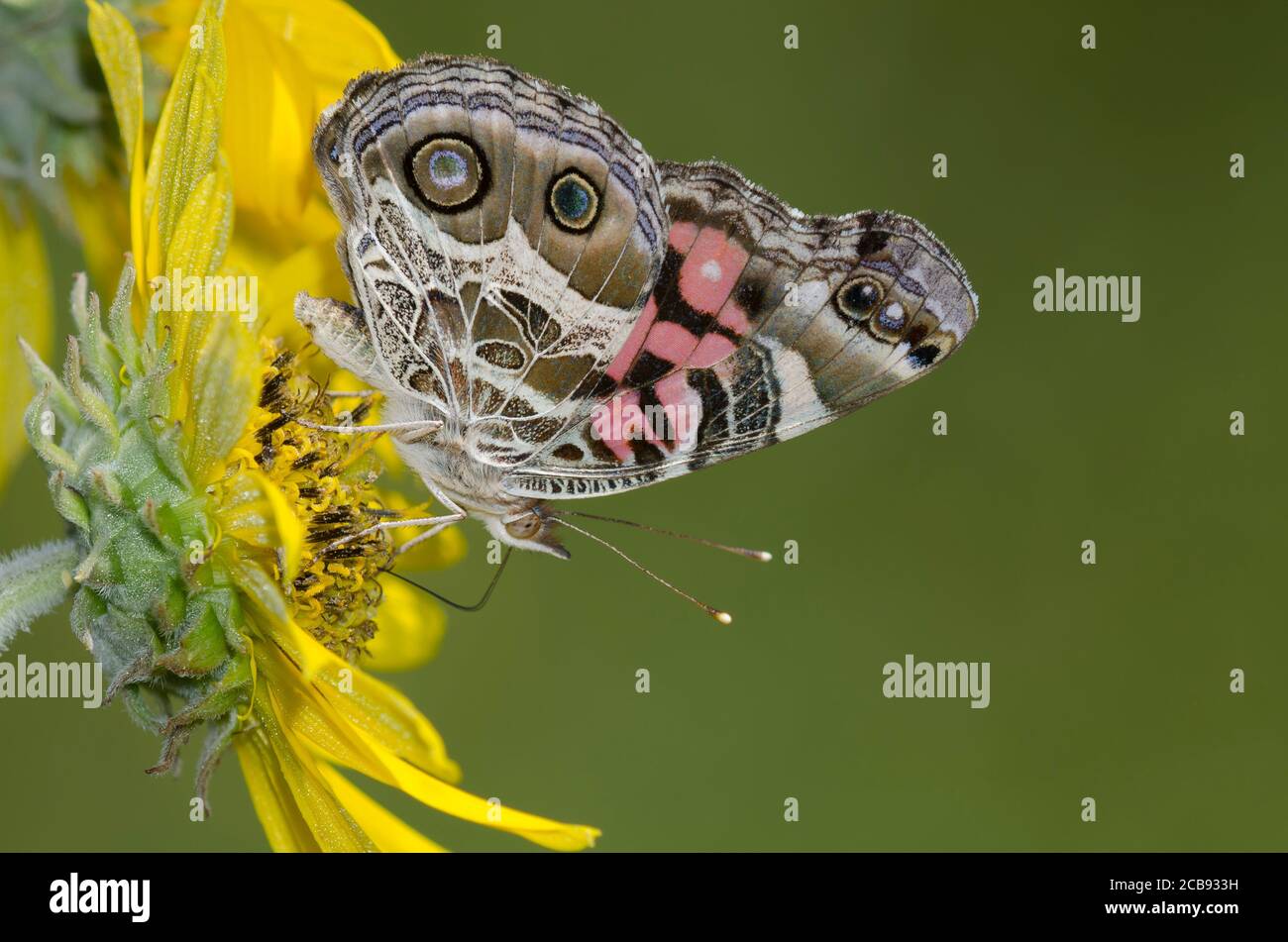 American Lady, Vanessa virginiensis, nectaring from Ashy Sunflower