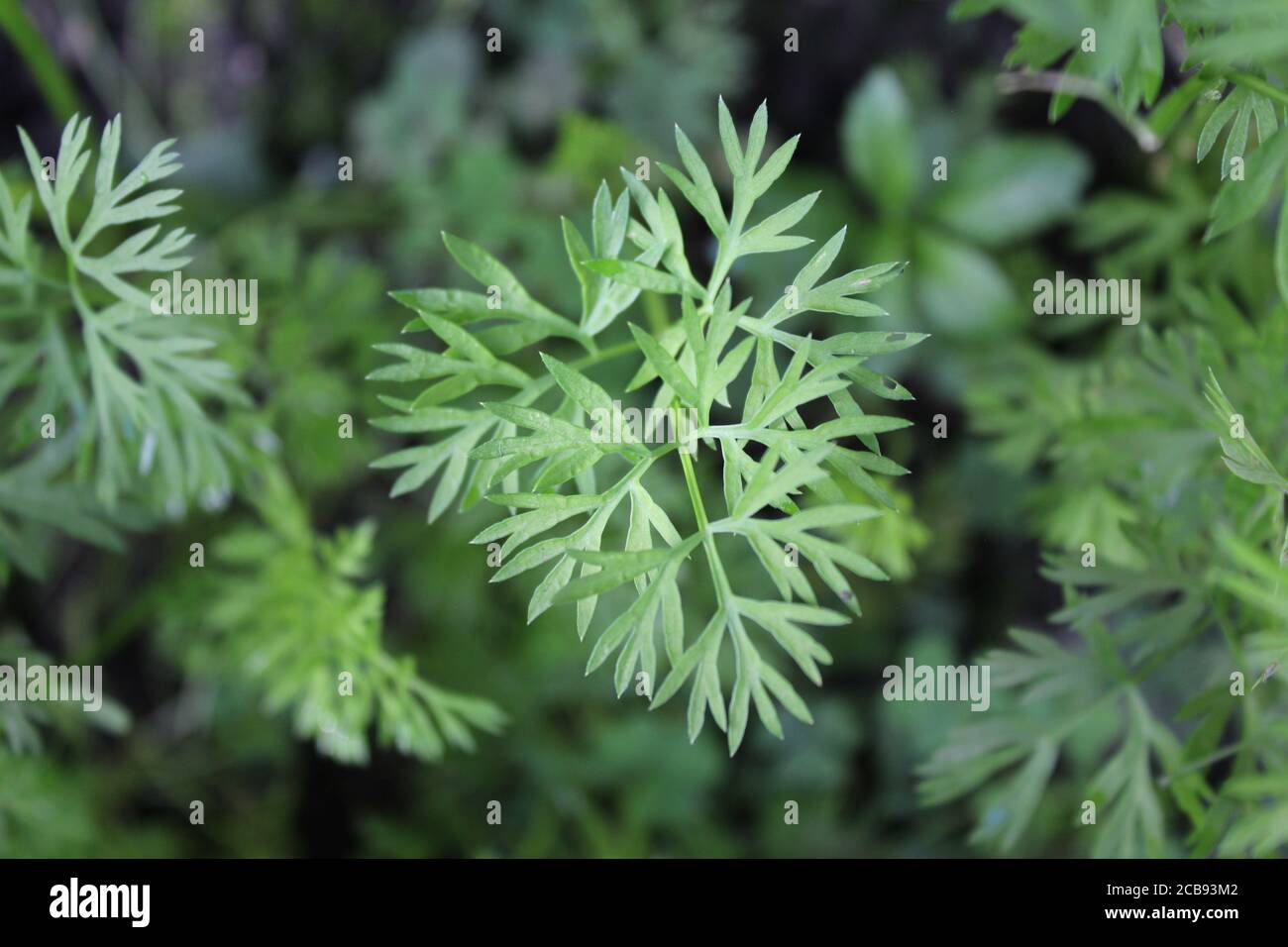 Organic backyard gardening of the common carrot, Daucus carota. Stock Photo