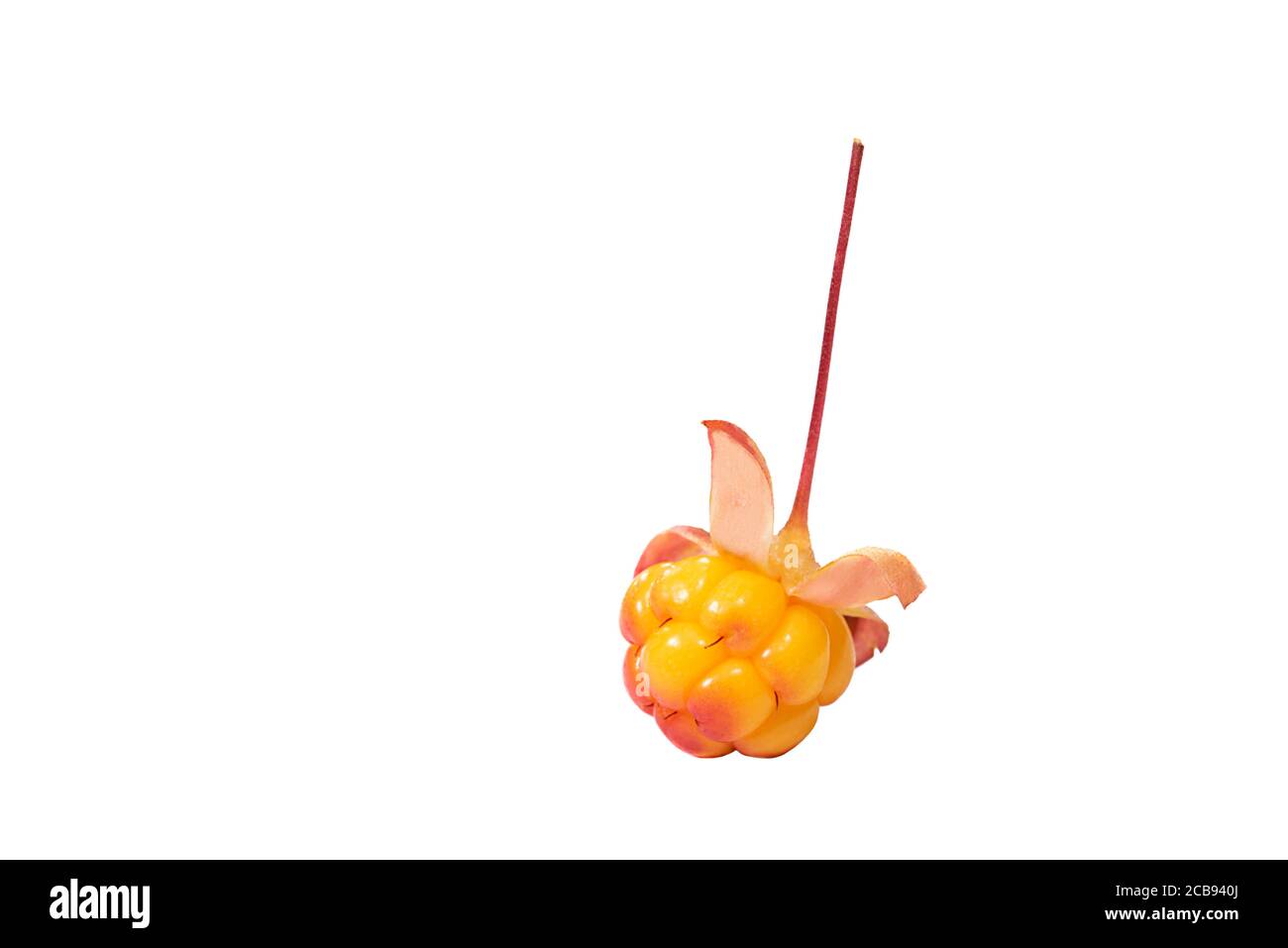 Ripe yellow cloudberry isolated on a white background Stock Photo