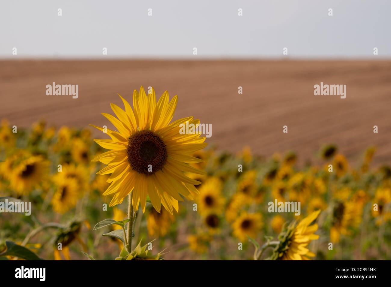 Sunflowers in a field in Chorleywood, Hertfordshire UK. The sunflowers