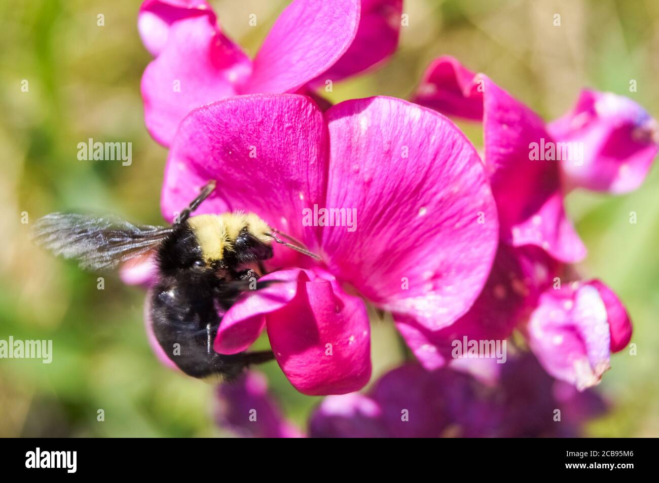 Bumblebee collecting pollen from a flower. Stock Photo