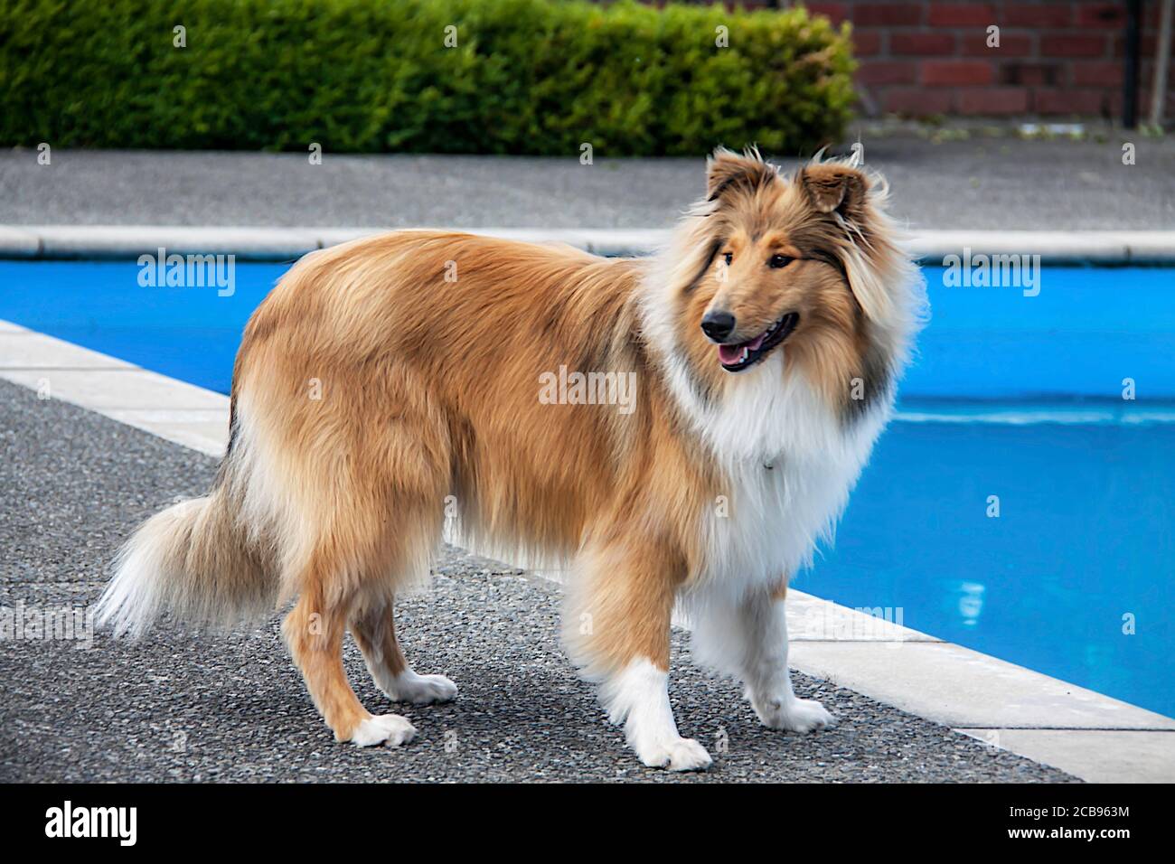 Young beautiful female rough Coated Collie ready to jump into  the swimming pool Stock Photo