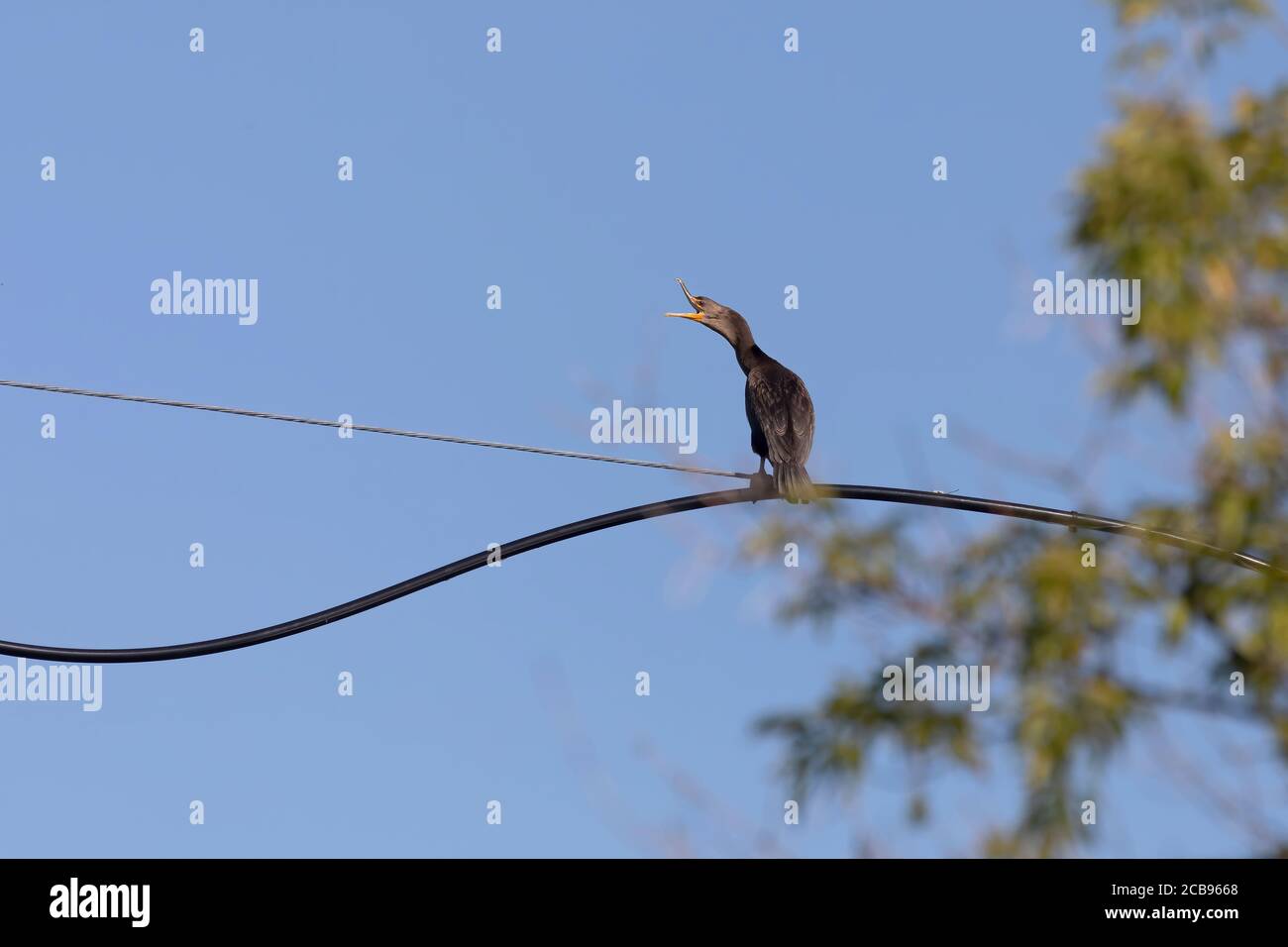 Double crested cormorant sitting on wire Stock Photo