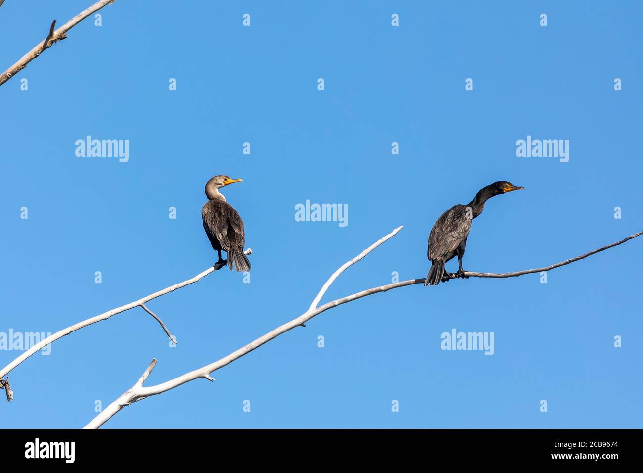 Double crested cormorants sitting on dry tree branch Stock Photo