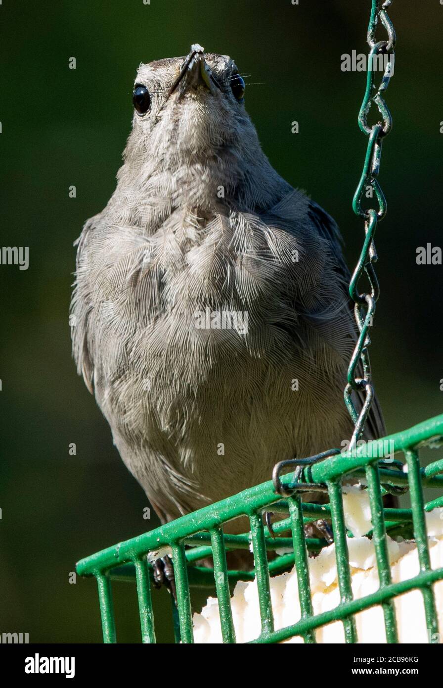 Catbird sits atop a Suet feeder Stock Photo Alamy