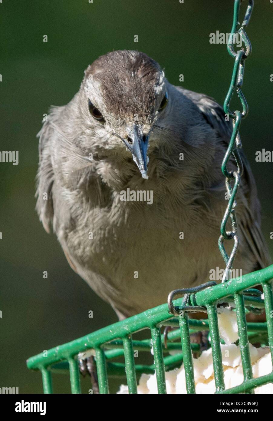 Catbird sits on top a Suet feeder Stock Photo Alamy