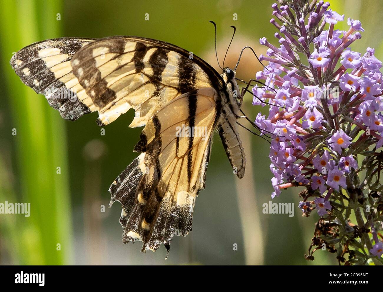 Monarch Butterfly on the Butterfly Bush Stock Photo - Alamy