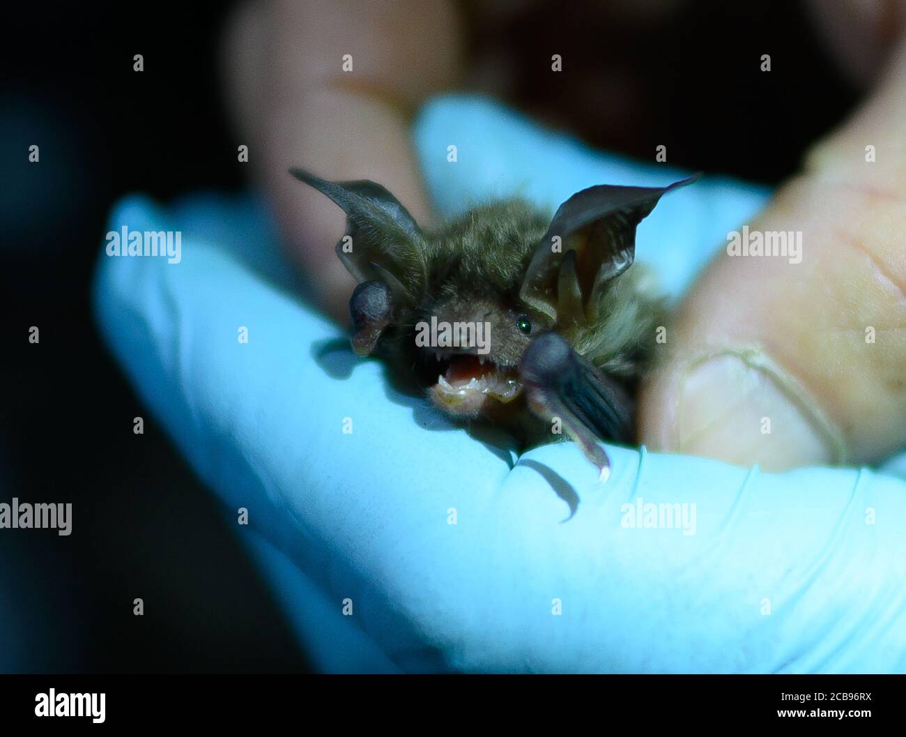 28 July 2020, Hessen, Mörfelden: A Bechstein's bat is held during the examination. For about 20 years, biologists have been regularly investigating how the bat population has developed in a forest area near Mörfelden-Walldorf. (zu dpa summer series 'Night shift' 'Bat researcher: Working at night in the forest enriches the living environment' by Andrea Löbbecke) Photo: Andreas Arnold/dpa Stock Photo